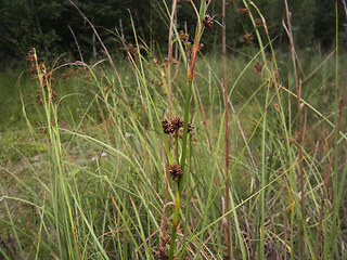 Juncus effusus