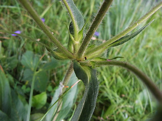 Knautia baldensis