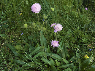 Knautia dipsacifolia