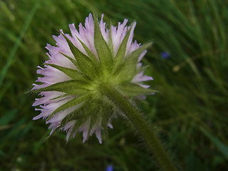 Knautia dipsacifolia