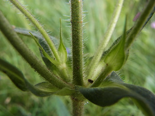 Knautia dipsacifolia