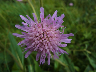 Knautia dipsacifolia