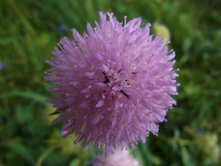 Knautia dipsacifolia