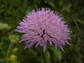 Knautia dipsacifolia