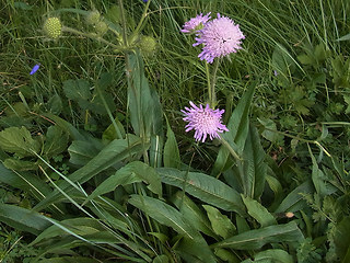Knautia dipsacifolia