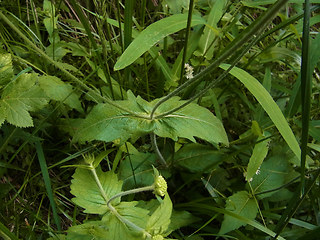 Knautia drymeia