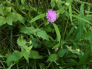 Knautia drymeia