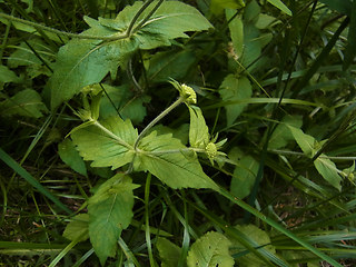 Knautia drymeia