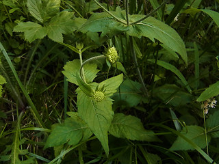 Knautia drymeia