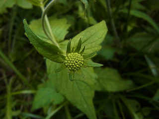 Knautia drymeia