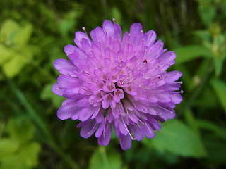 Knautia drymeia