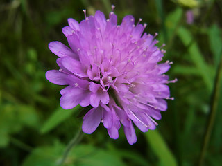 Knautia drymeia