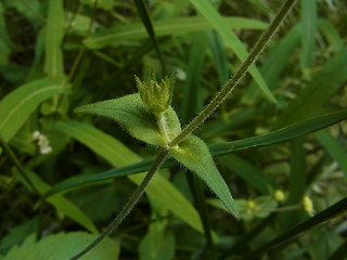 Knautia drymeia