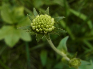 Knautia drymeia