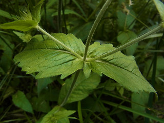 Knautia drymeia