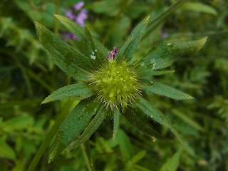 Knautia drymeia