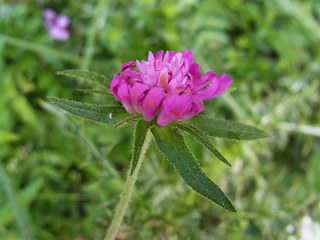 Knautia drymeia