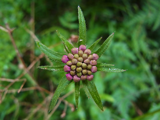 Knautia drymeia