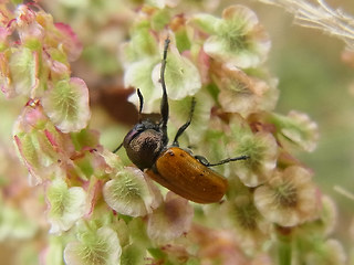 Labidostomis longimana