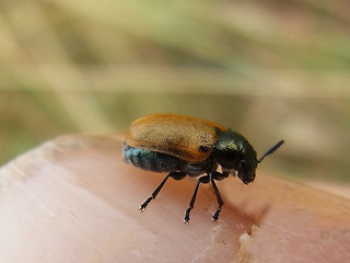 Labidostomis longimana