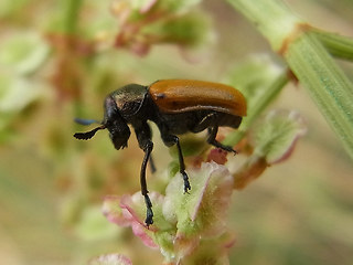 Labidostomis longimana