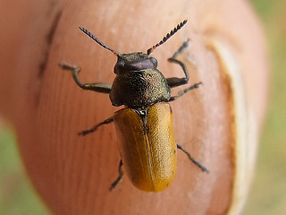 Labidostomis longimana