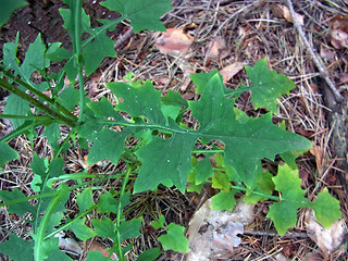 Lactuca muralis