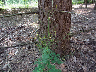 Lactuca muralis