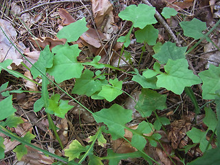 Lactuca muralis