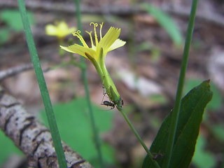 Lactuca muralis