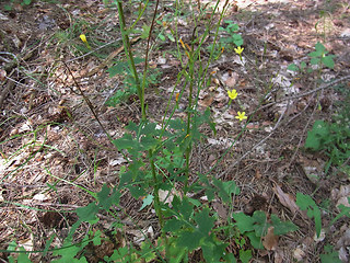 Lactuca muralis