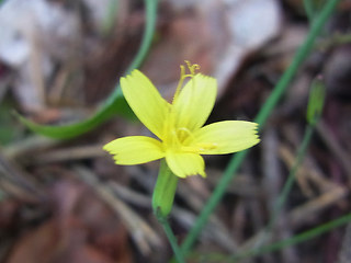 Lactuca muralis