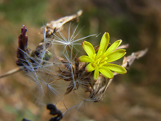 Lactuca serriola