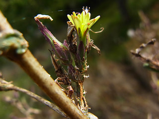 Lactuca serriola