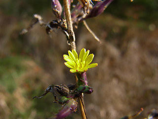 Lactuca serriola