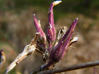 Lactuca serriola