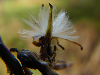 Lactuca serriola