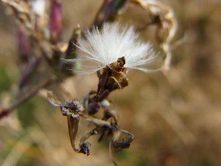 Lactuca serriola