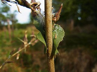 Lactuca serriola