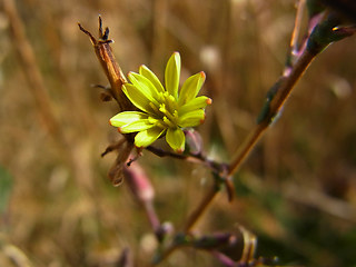 Lactuca serriola