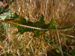 Lactuca serriola