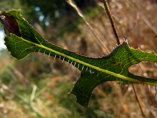 Lactuca serriola