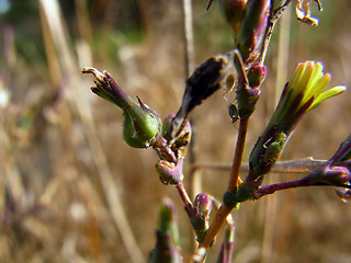 Lactuca serriola