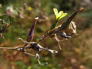 Lactuca serriola