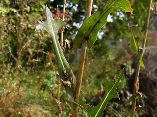 Lactuca serriola