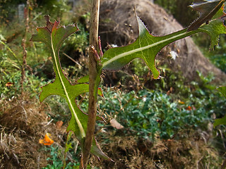 Lactuca serriola