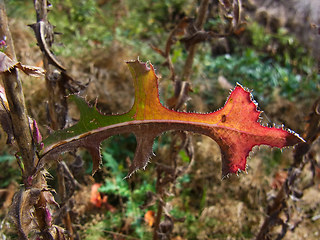 Lactuca serriola