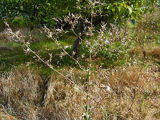 Lactuca serriola