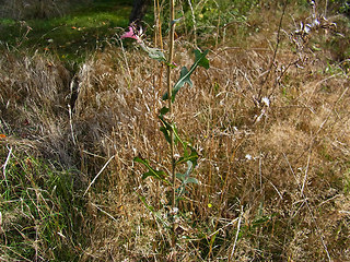 Lactuca serriola