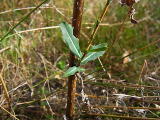 Lactuca serriola